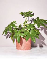 Plot Twist These 15 Low Light Plants Actually Crave Dark Corners Indoor Plants Low Light Low Light Plants Bathroom Plants