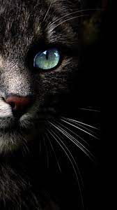 Cat Wallpaper For Smartphone Cat Wallpaper Cats Gorgeous Cats