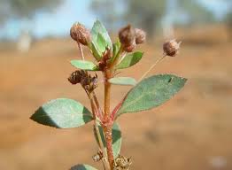 Image result for Bergia pentheriana