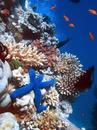 A world leader in geography, cartography and exploration. Great Barrier Reef Wikiwand