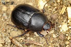 Image result for Pentodon