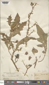 Image result for Solanum richardii