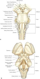 Ventral And Dorsal Views Of The Brainstem Medical Anatomy Anatomy And Physiology Test Human Anatomy And Physiology