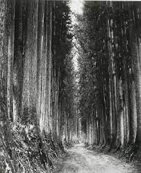 日光街道の杉並木 1882年 明治15年 栃木県 日光旅行 慶應義塾ゆかりの地 日本 旅 旅行 風景写真