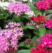 When you live in austin, you need some relief from the intense summer heat, and adding a swimming pool to your backyard is the way to go. Pentas Shoal Creek Nursery Llc Austin Tx