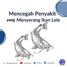 Hal ini dapat disebabkan oleh kesalahan nutrisi saat pemberian pakan. Cara Mencegah Penyakit Yang Menyerang Ikan Lele Pt Mutiaracahaya Plastindo