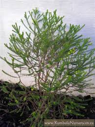 Image result for Euryops virgineus