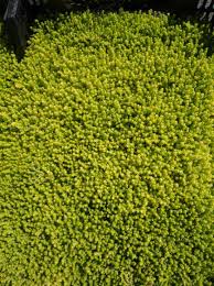 Hij wordt in de volksmond soms 'rijstpap' genoemd. Sedum Acre Yellow Queen Mauerpfeffer Gunstig Kaufen