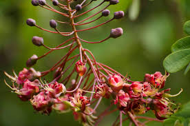 Image result for Mezoneuron