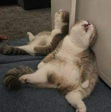 Black Friday Cat Memes So Accurate It Hurts Meowingtons