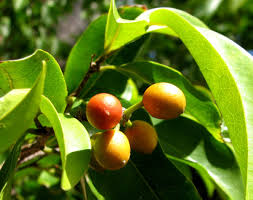 Image result for Huberantha mossambicensis