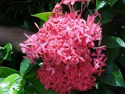Image result for Ixora nana
