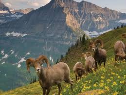 Marketplace Montana National Geographic Glacier National Park Montana Animals Wild Glacier National Park