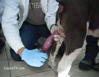 Dog handjob