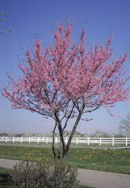 And the fragrance is incredible.like a cross between gardenia and jasmine.but our royal empress tree is really. Redbud Ohio Department Of Natural Resources
