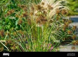 Image result for Cyperus sp. (ex Mariscus sp.no.2)