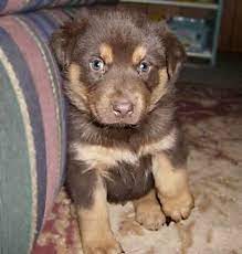 When the rottweiler husky mix is just a puppy, they usually look like a fluffy rottweiler with the eyes of a husky. Pin On Cuties