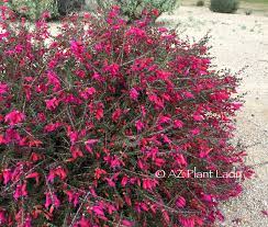 Flowers that grow in arizona winter. Winter Flowering Plants Archives Desert Gardening 101