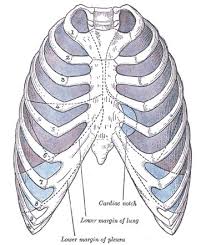 Check spelling or type a new query. Pleura Radiology Reference Article Radiopaedia Org