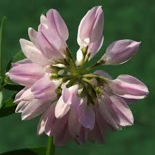 Image result for Securigera  varia