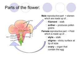 Flower backgrounds is free for your all projects. Plant Classification Anatomy Ppt By Mathematics Algebra Geometry