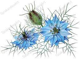 Blue Flowers Of Nigella Watercolor Illustration Vector Botanical Painting Botanical Art Watercolor Illustration