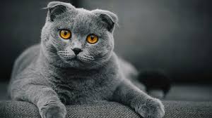 British Shorthair Kedisi Ozellikleri Ve Bakimi Modanium
