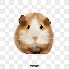 Djungarian hamster roborovski hamster hamster vector chinese striped hamster hamster cage the pnghost database contains over 22 million free to download transparent png images. Cute Hamster Cute Clipart Hamster Clipart Yellow Png Transparent Clipart Image And Psd File For Free Download In 2021 Cute Clipart Hamster Cute Hamsters