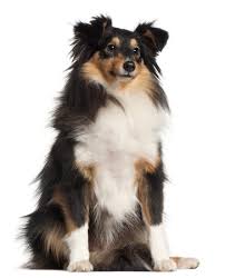 I know just about all the dog breeds but i need to see a picture first. Small Dog Breeds The Smart Dog Guide