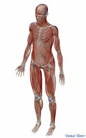 Each type of muscle tissue in the human body has a unique structure and a specific role. Glossary Of The Muscular System Learn Muscular Anatomy