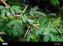 Image result for Acacia karroo