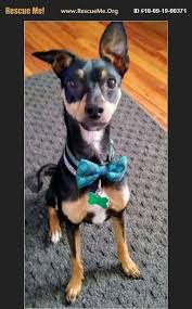 Boston terriers are small dogs with big eyes and big personalities. Miniature Pinscher For Adoption In Grand Rapids Michigan Rescue Me Pinscher Miniature Pinscher Boston Terrier