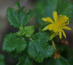 Image result for Triumfetta