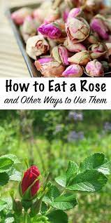 How To Eat A Rose And Other Ways To Use Them Flower Food Edible Flowers Recipes Edible Wild Plants