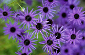 Image result for Brachycome