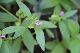 Image result for Polygala persicariifolia