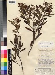 Image result for Olea chimanimani