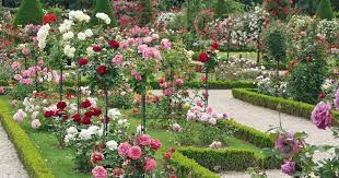 Real english version with high quality. Rosen Pflanzen Pflege Krankheiten Mein Schoner Garten
