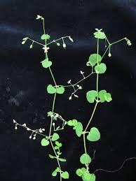 Image result for Drymaria