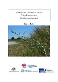 Image result for Convolvulus aschersonii