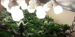 You'll be adding more cfls as your plant grows and needs more light. 7 Best Cfl Grow Lights Must Read Reviews For August 2021