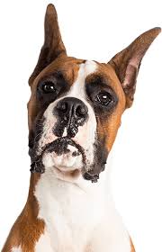 Mksd dari pt bona / pt djasa ubersakti : Bonmascota Superpremium Alimentacion Para Perros Y Gatos