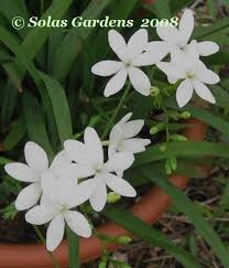 Image result for Freesia laxa