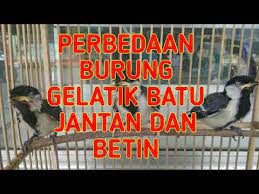 Perbedaan Burung Gelatik Batu Jantan Dan Betina Youtube