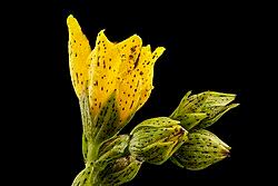 Image result for Hypericum scioanum