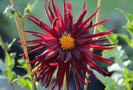 Sample plant is an astrophytum myriostigma but the. Shop Cactus Dahlia Nuit D Ete And Other Seeds At Harvesting History