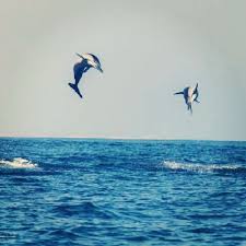 السياحة في سلطنة عمان مدن مناطق رحلات صور مناظر طبيعية Salalah Places Around The World Best Vacations