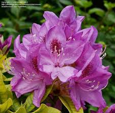 This rhododendron is easy to grow in the pacific northwest. Plantfiles Pictures Rhododendron Anah Kruschke Rhododendron By Rhodyoh