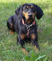 Black And Tan Hound Dog Breeds Austrian Black And Tan Hound Price Temperament Life Span Black Dogs Breeds Dog Breeds Medium Black And Tan
