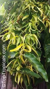 Image result for Cananga